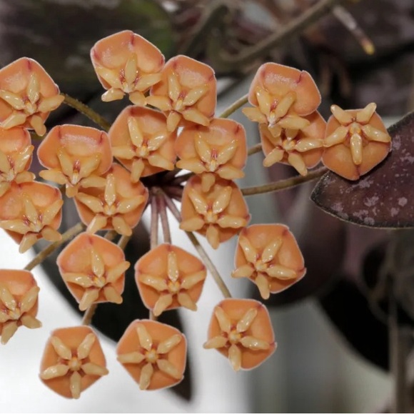 Hoya sigillatis - Picture 2 of 3
